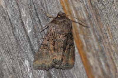 Oligia latruncula