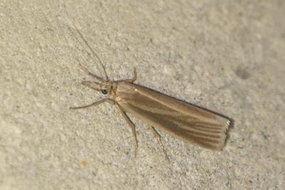 Crambus perlellus