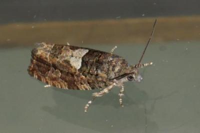 Eudemis profundana