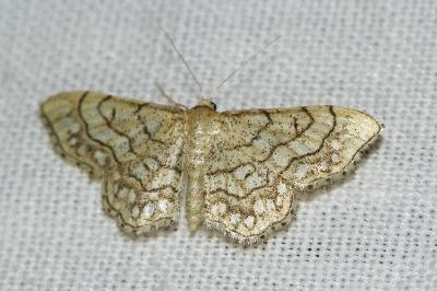 Idaea moniliata