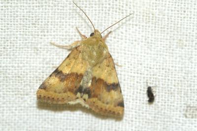 Heliothis viriplaca