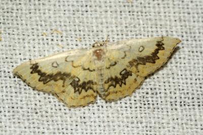 Cyclophora annularia