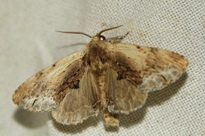 Ptilodon cucullina