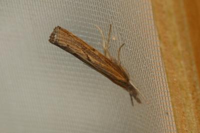 Pediasia contaminella