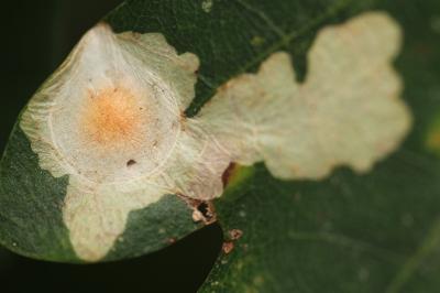 Tischeria ekebladella