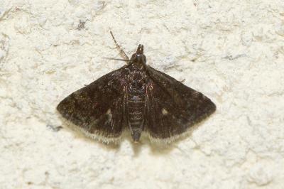 Heliothela wulfeniana