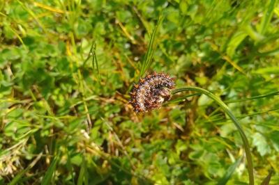 Melitaea didyma