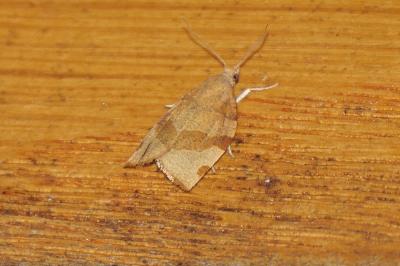 Pandemis cerasana