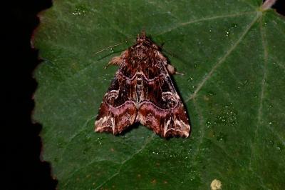 Callopistria juventina