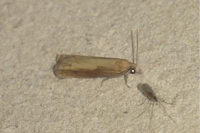 Eucosma obumbratana