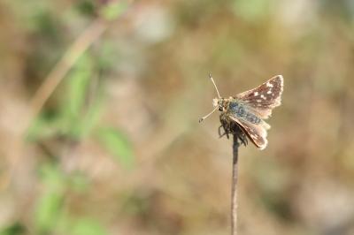 Spialia sertorius