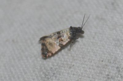Cochylis atricapitana