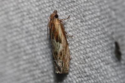 Eucosma cana