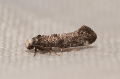 Paraswammerdamia nebulella