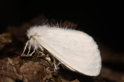 Sphrageidus similis