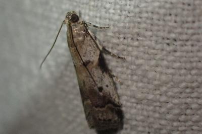 Acrobasis fallouella