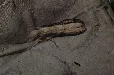 Cucullia lychnitis