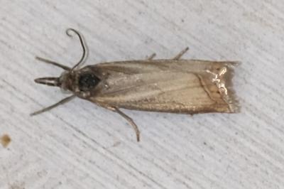 Chrysoteuchia culmella