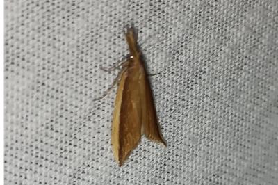 Donacaula mucronella