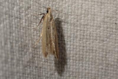 Monochroa divisella