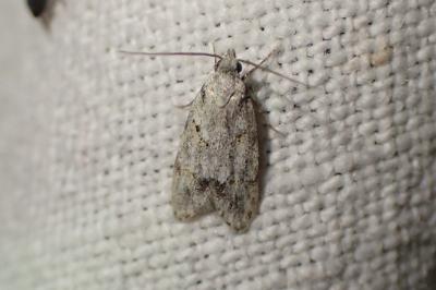 Symmoca signatella