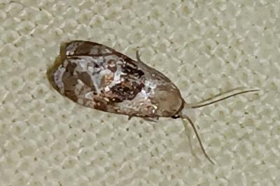 Phalonidia manniana