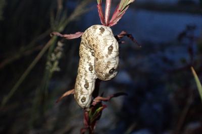 Proserpinus proserpina
