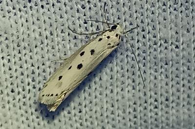 Ethmia terminella