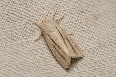 Acronicta albovenosa