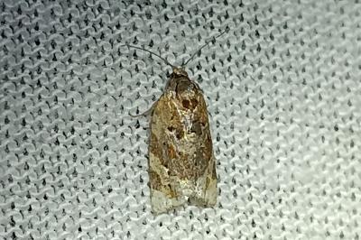 Argyrotaenia ljungiana