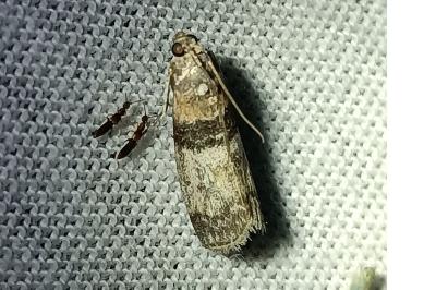 Sciota rhenella