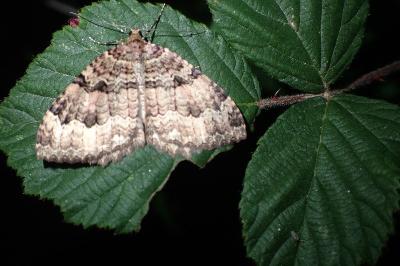 Triphosa dubitata