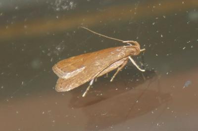Helcystogramma lutatella