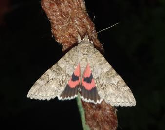 Catocala nupta