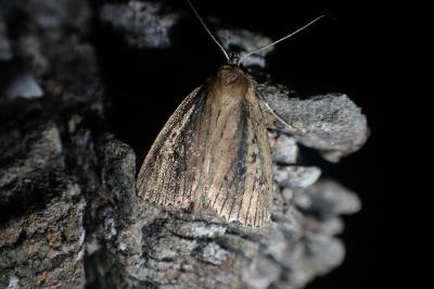 Archanara dissoluta