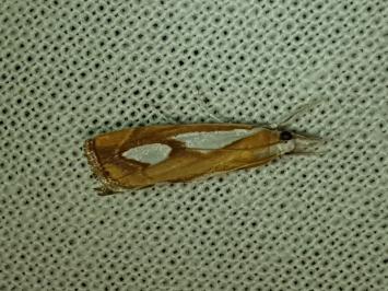 Catoptria pinella