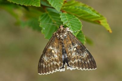 Catocala fraxini
