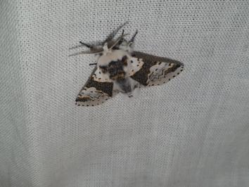Furcula bicuspis