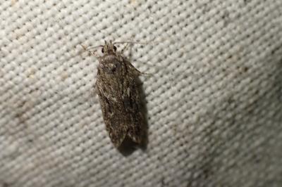 Gelechia muscosella