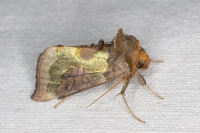 Diachrysia chrysitis