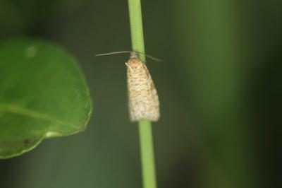 Isotrias stramentana