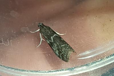 Assara terebrella