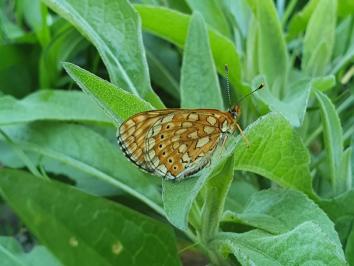 Euphydryas aurinia