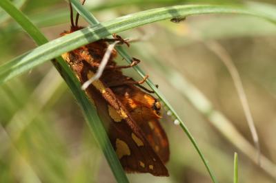 Arctia testudinaria