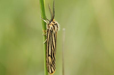 Spiris striata