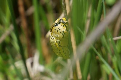 Aporia crataegi