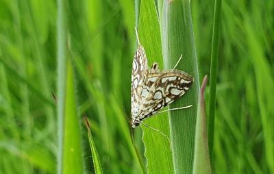 Elophila nymphaeata