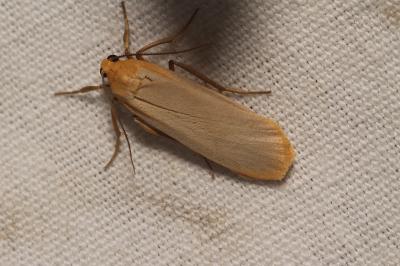 Katha depressa