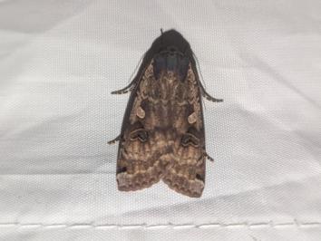 <i>Noctua pronuba</i>