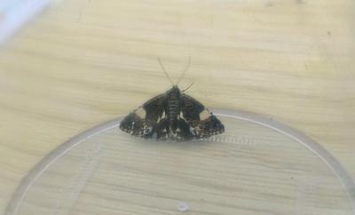 <i>Tyta luctuosa</i>